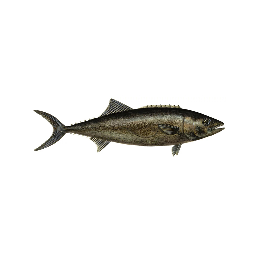 Эсколар (масляная рыба)